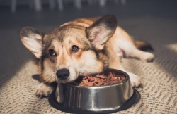 Cách Xử Lý Rối Loạn Tiêu Hóa Ở Thú Cưng Khi Đổi Mùa Hiệu Quả Tại Nhà