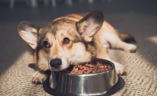 Cách Xử Lý Rối Loạn Tiêu Hóa Ở Thú Cưng Khi Đổi Mùa Hiệu Quả Tại Nhà