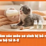 Cách Chăm Sóc Mèo Sơ Sinh Bị Bỏ Rơi: Cẩm Nang Cứu Hộ Từ A-Z