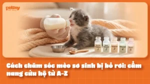 Cách Chăm Sóc Mèo Sơ Sinh Bị Bỏ Rơi: Cẩm Nang Cứu Hộ Từ A-Z