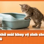 5 Cách khử mùi cát mèo hiệu quả: Phân tích cơ chế amoniac