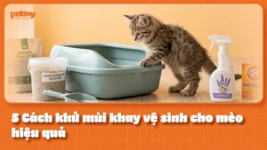 5 Cách khử mùi cát mèo hiệu quả: Phân tích cơ chế amoniac