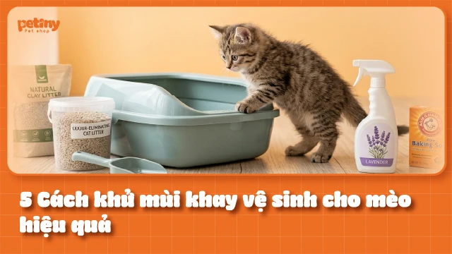 5 Cách khử mùi cát mèo hiệu quả: Phân tích cơ chế amoniac
