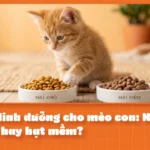 Chế Độ Dinh Dưỡng Cho Mèo Con: Nên Chọn Hạt Khô Hay Hạt Mềm?