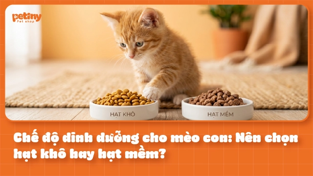 Chế Độ Dinh Dưỡng Cho Mèo Con: Nên Chọn Hạt Khô Hay Hạt Mềm?