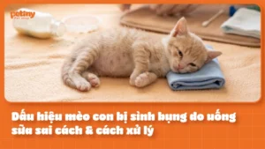 Dấu Hiệu Mèo Con Bị Sình Bụng Do Uống Sữa Sai Cách & Cách Xử Lý