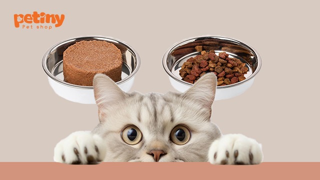Nên Trộn Pate Với Hạt Cho Mèo Không? Gợi Ý 4 Combo Dinh Dưỡng Vàng