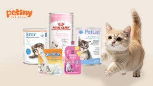 Mèo Con Uống Sữa Gì Tốt Nhất? Top 5 Loại Sữa Thay Thế Sữa Mẹ An Toàn