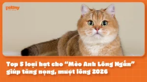 Top 5 loại hạt cho “Mèo Anh Lông Ngắn” giúp tăng nọng, mượt lông 2026