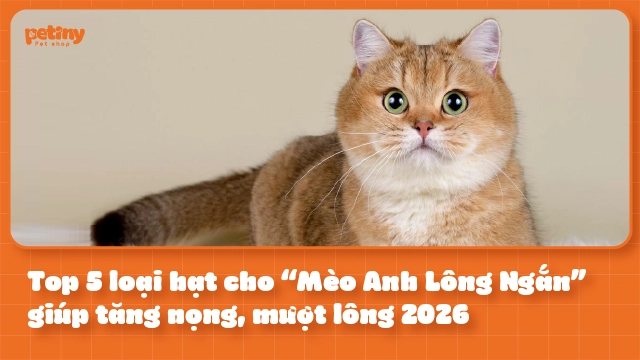 Top 5 loại hạt cho “Mèo Anh Lông Ngắn” giúp tăng nọng, mượt lông 2026