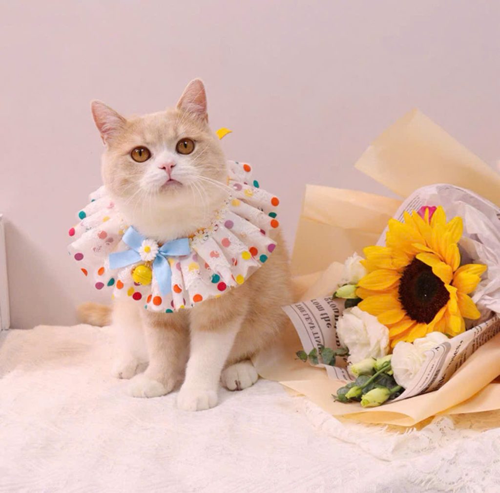 Yếm Cổ Hoa Cúc Nhiều Màu Cho Thú Cưng