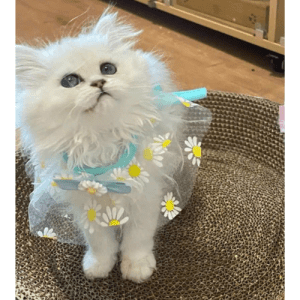 Yếm Cổ Hoa Cúc Cho Thú Cưng