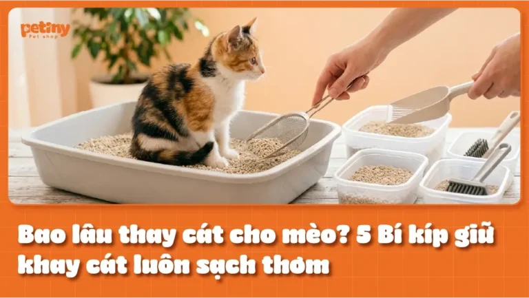 Bao lâu thay cát cho mèo? 5 Mẹo giữ khay cát sạch thơm tiết kiệm