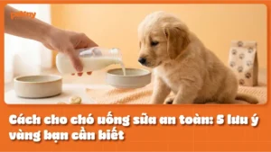 Cách cho chó uống sữa an toàn: 5 lưu ý vàng bạn cần biết