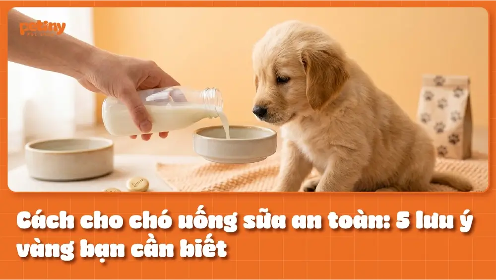 Cách cho chó uống sữa an toàn: 5 lưu ý vàng bạn cần biết