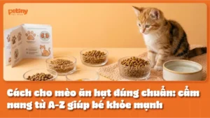 Cách cho mèo ăn hạt đúng chuẩn: cẩm nang từ A-Z giúp bé khỏe mạnh, ngừa sỏi thận