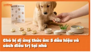 Chó bị dị ứng thức ăn: 5 dấu hiệu và cách điều trị tại nhà