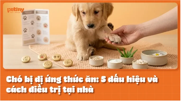 Chó bị dị ứng thức ăn: 5 dấu hiệu và cách điều trị tại nhà
