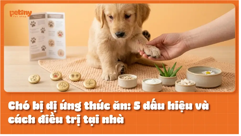 Chó bị dị ứng thức ăn: 5 dấu hiệu và cách điều trị tại nhà