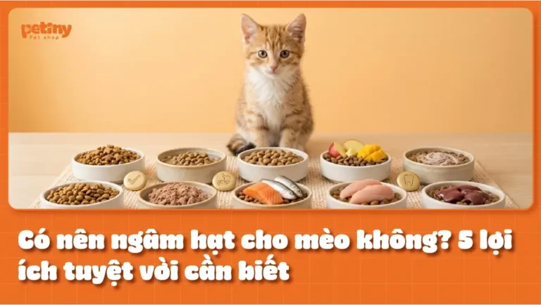 Có nên ngâm hạt cho mèo không? 5 lợi ích tuyệt vời cần biết
