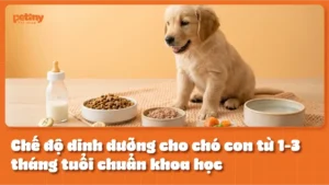 Chế độ dinh dưỡng cho chó con từ 1-3 tháng tuổi chuẩn khoa học