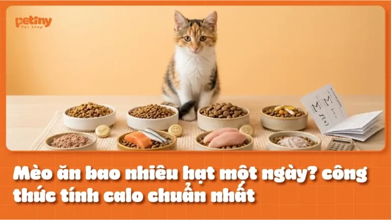 Mèo ăn bao nhiêu hạt một ngày? công thức tính calo chuẩn nhất
