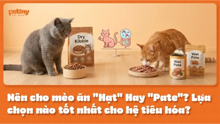 Nên cho mèo ăn hạt hay pate