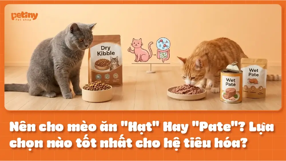 Nên cho mèo ăn hạt hay pate