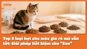 Top 5 Loại Hạt Cho Mèo Giá Rẻ Mà Vẫn Tốt: Giải Phái Tiết Kiệm Cho "Sen"