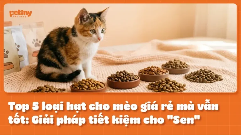 Top 5 Loại Hạt Cho Mèo Giá Rẻ Mà Vẫn Tốt: Giải Phái Tiết Kiệm Cho "Sen"
