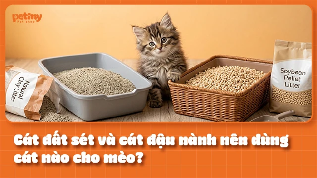 Cát đất sét và cát đậu nành nên dùng cát nào cho mèo? so sánh chi tiết