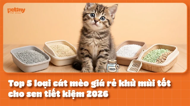 Top 5 Loại Cát Mèo Giá Rẻ Khử Mùi Tốt Cho Sen Tiết Kiệm 2026