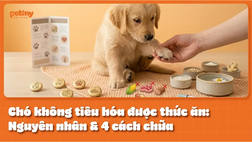 Chó không tiêu hóa được thức ăn: Nguyên nhân & 4 bước chữa trị