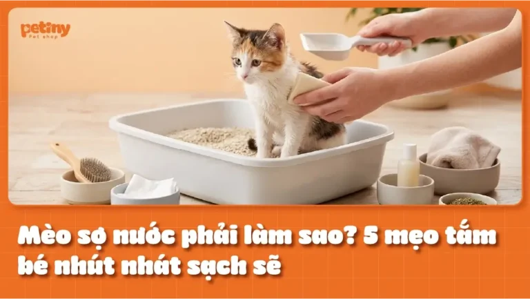 Mèo sợ nước phải làm sao? 5 mẹo tắm bé nhút nhát sạch sẽ