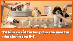 Tự tắm và cắt tỉa lông cho chó mèo tại nhà chuẩn spa A-Z