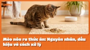 Mèo nôn ra thức ăn: Nguyên nhân, dấu hiệu và cách xử lý