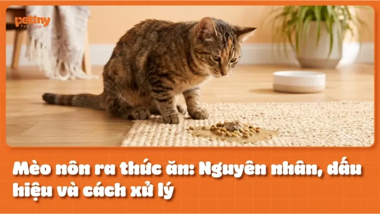 Mèo nôn ra thức ăn: Nguyên nhân, dấu hiệu và cách xử lý