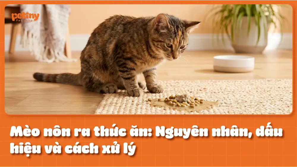 Mèo nôn ra thức ăn: Nguyên nhân, dấu hiệu và cách xử lý