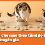 Thức ăn cho mèo theo từng độ tuổi chuẩn chuyên gia