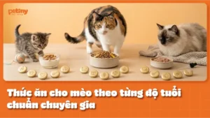 Thức ăn cho mèo theo từng độ tuổi chuẩn chuyên gia
