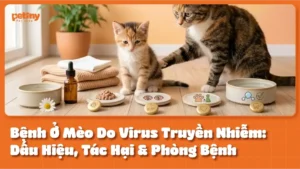 Bệnh Ở Mèo Do Virus Truyền Nhiễm: Dấu Hiệu, Tác Hại & Phòng Bệnh